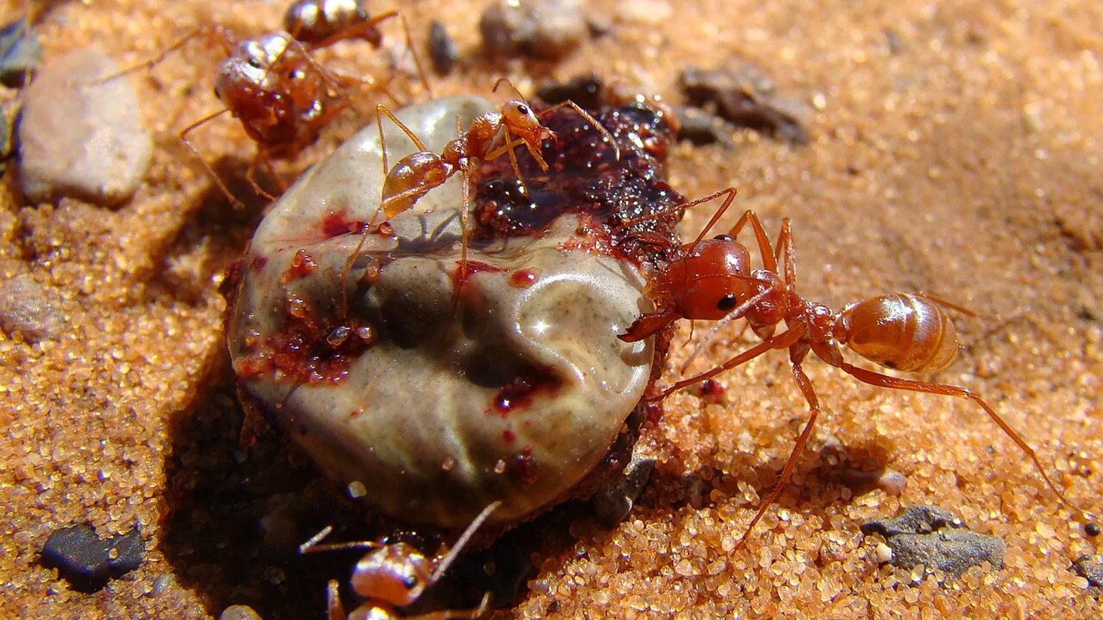 Formica argentata del Sahara (Cataglyphis bombycina)