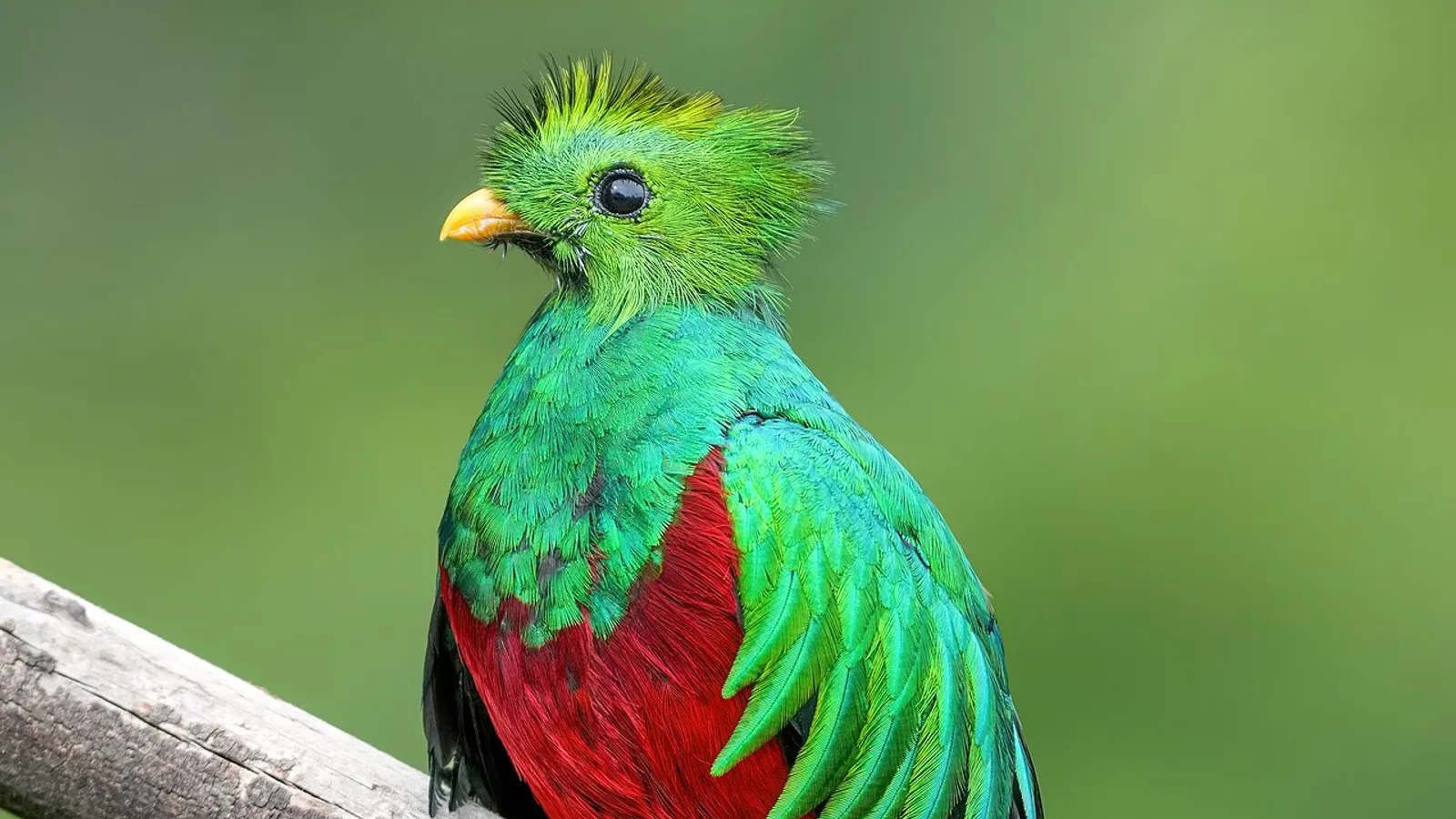 Quetzal splendente (Pharomachrus mocinno)