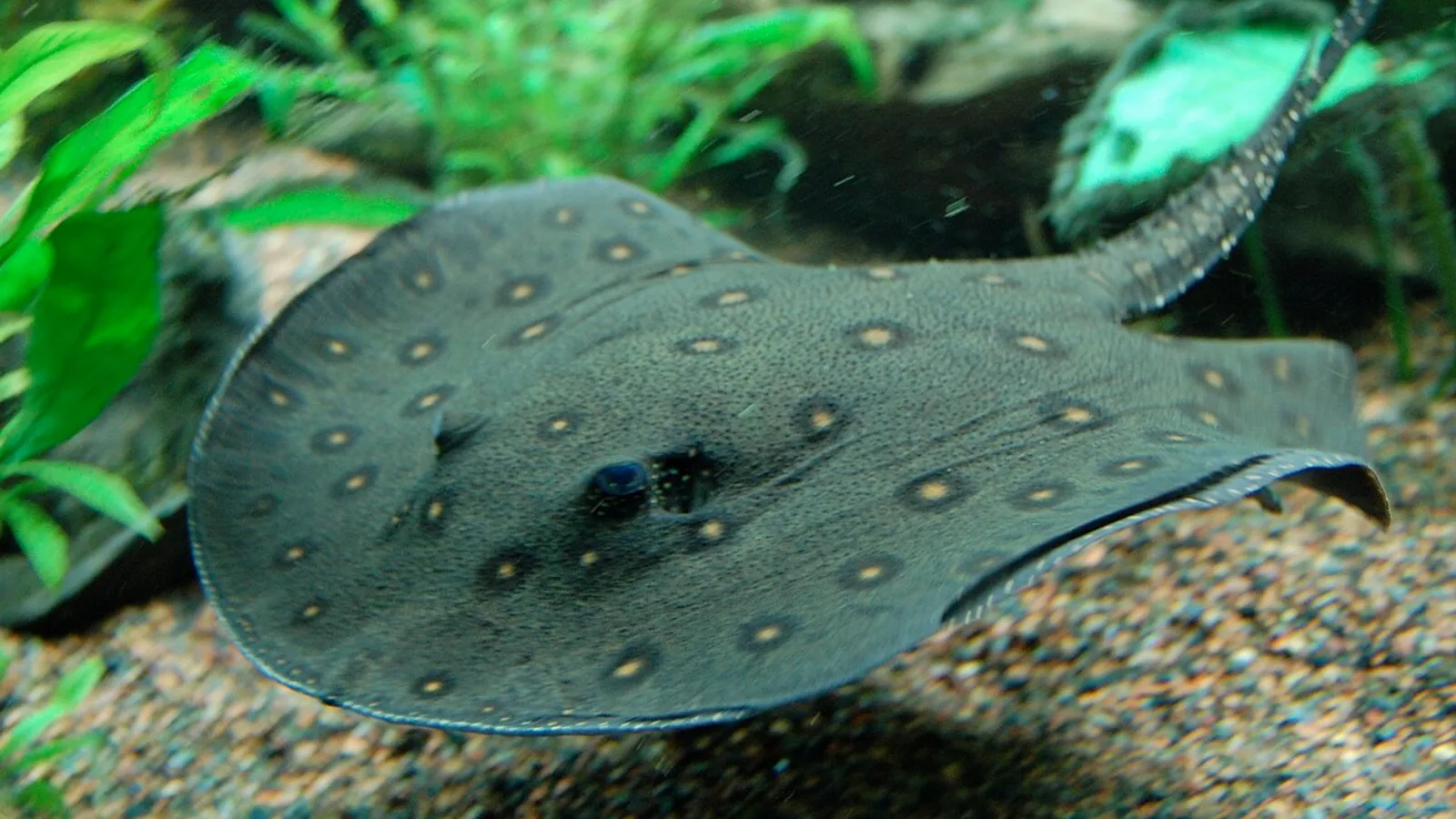 Razza fluviale ocellata (Potamotrygon motoro)