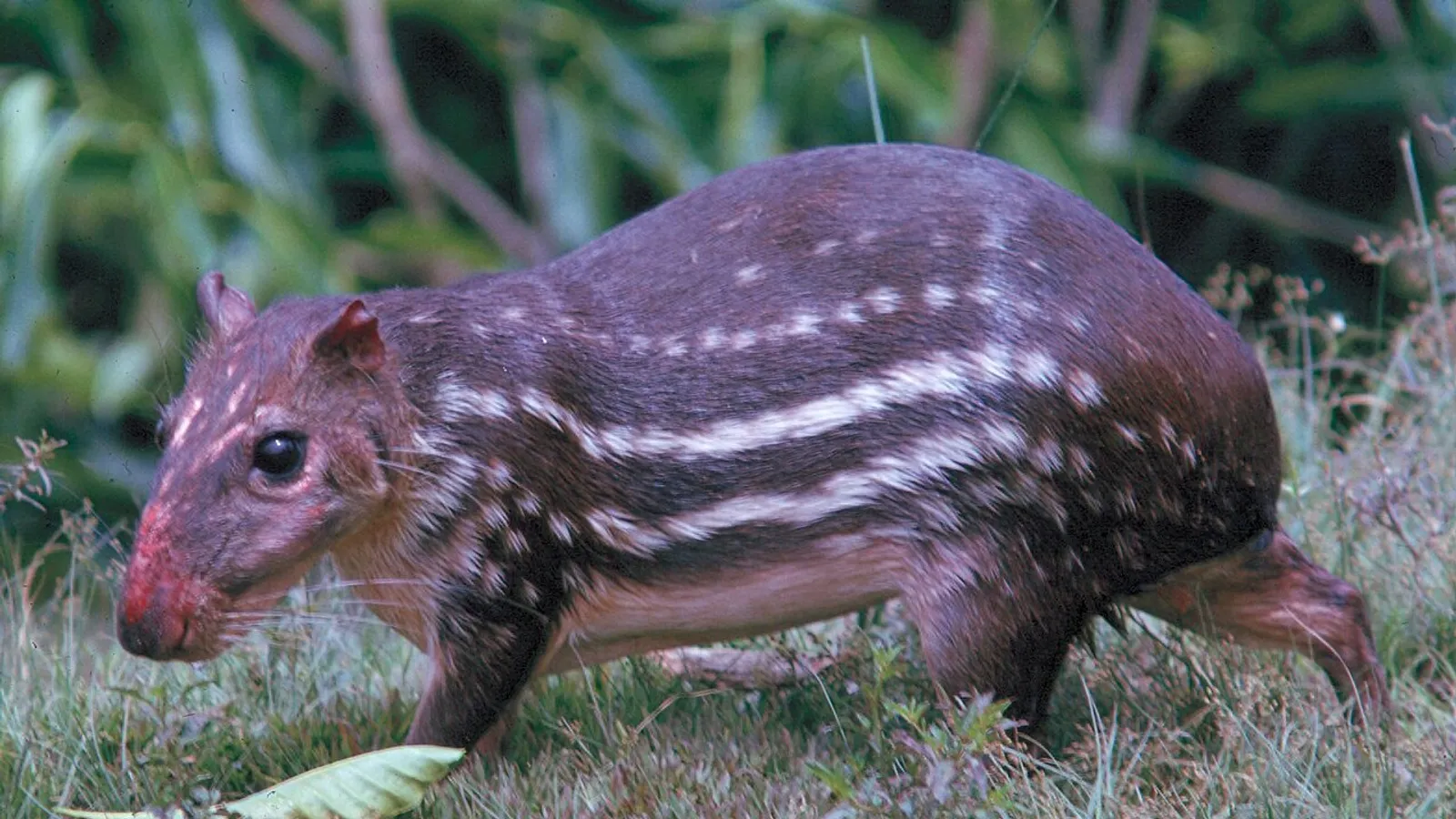 Paca (Cuniculus paca)