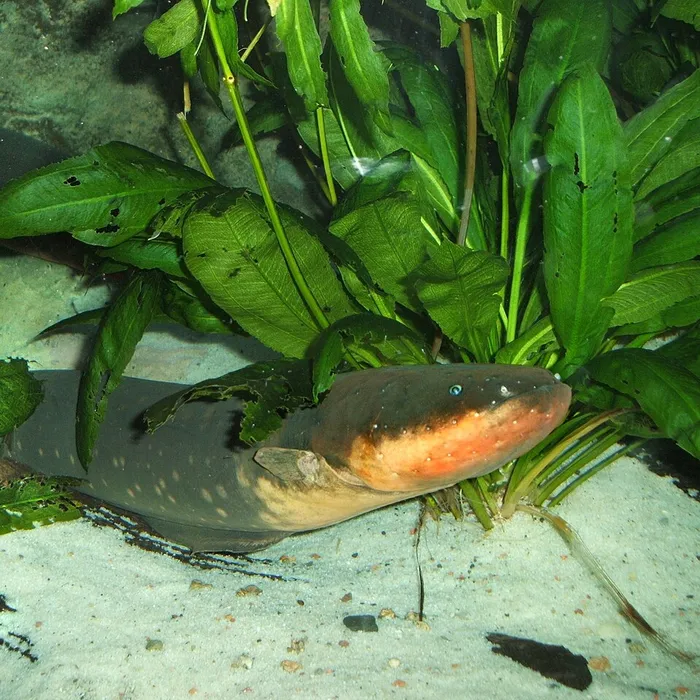 Anguilla elettrica (Electrophorus electricus)