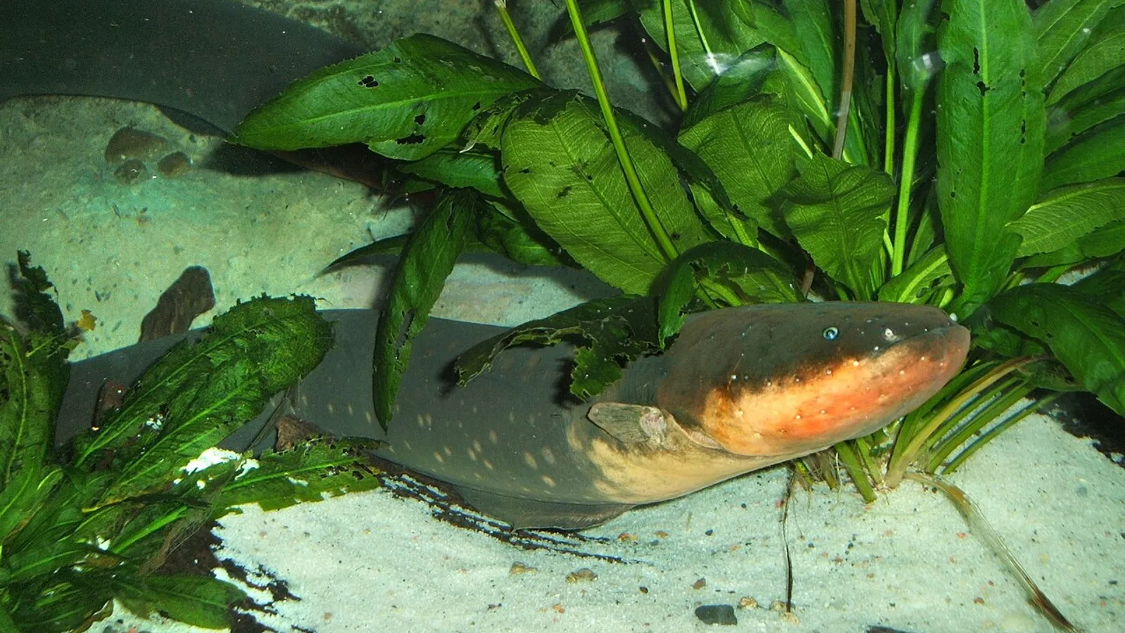 Anguilla elettrica (Electrophorus electricus)