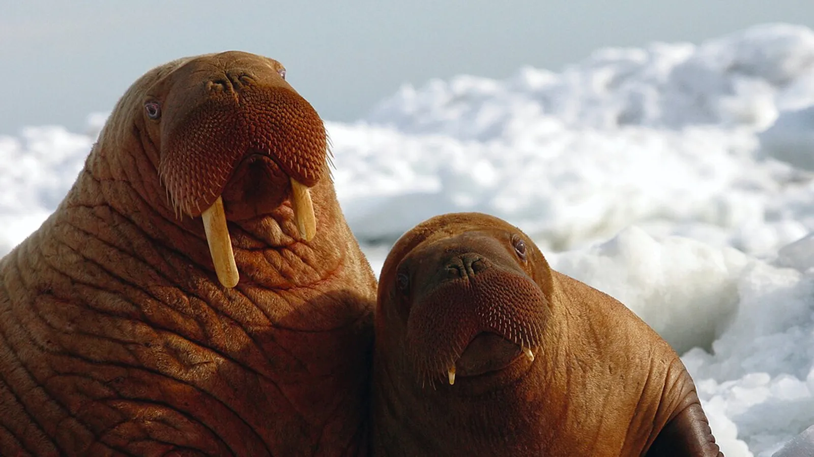 Tricheco (Odobenus rosmarus)