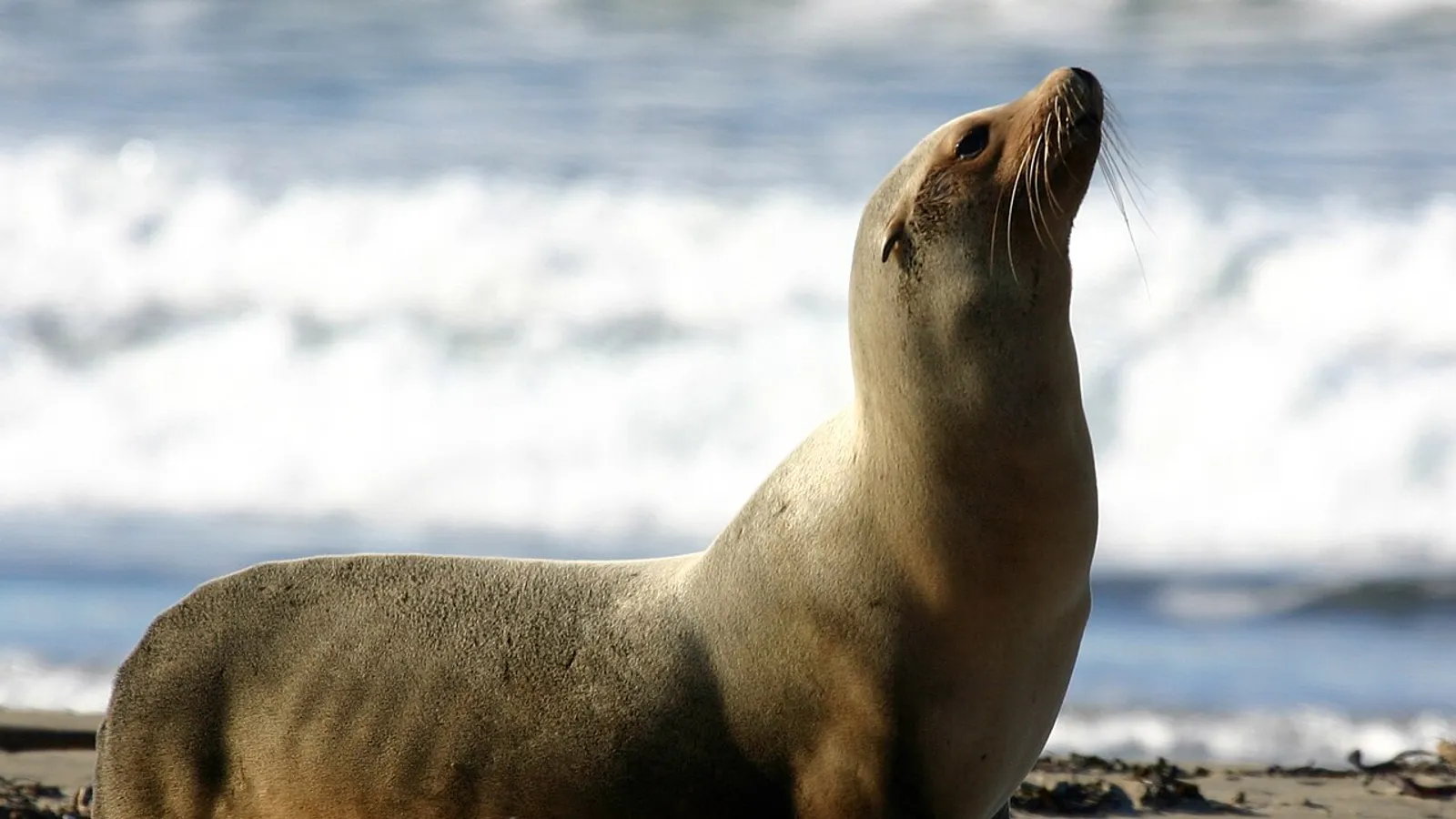 Leone marino della California (Zalophus californianus)
