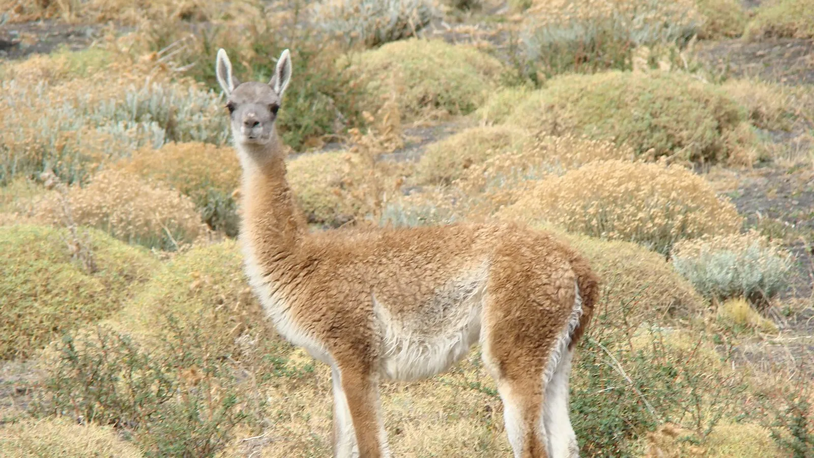 Guanaco (Lama guanicoe)