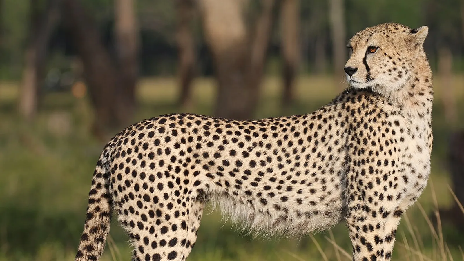 Ghepardo (Acinonyx jubatus)
