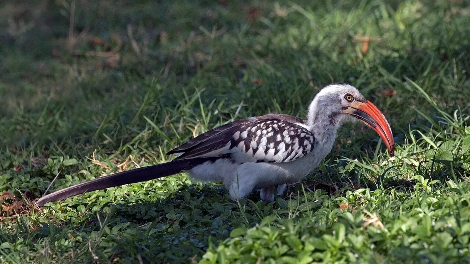 Buceretto beccorosso (Tockus erythrorhynchus)
