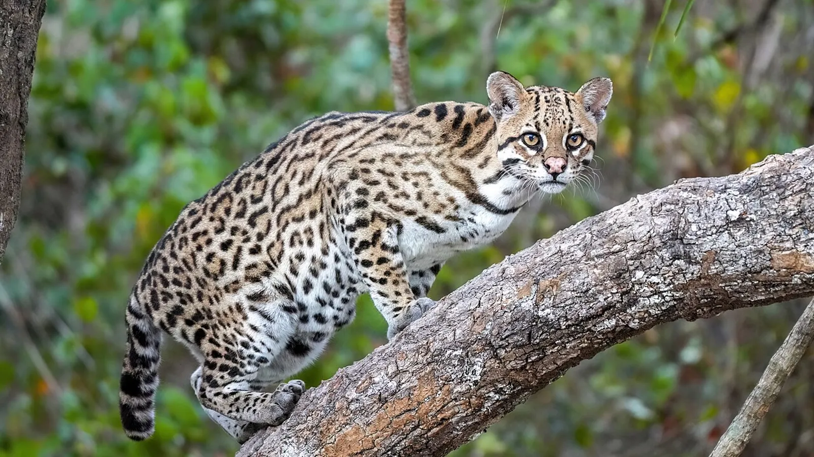 Ocelot (Leopardus pardalis)