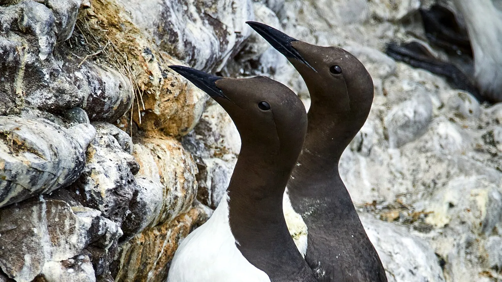 Common murre (Uria aalge)
