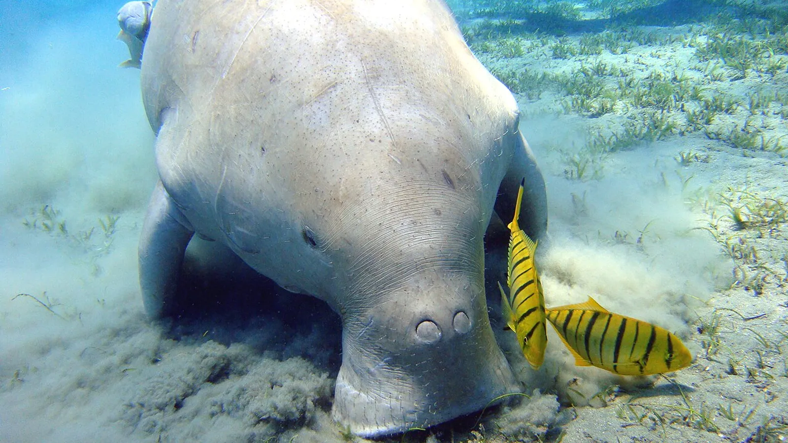 Dugongo (Dugong dugon)