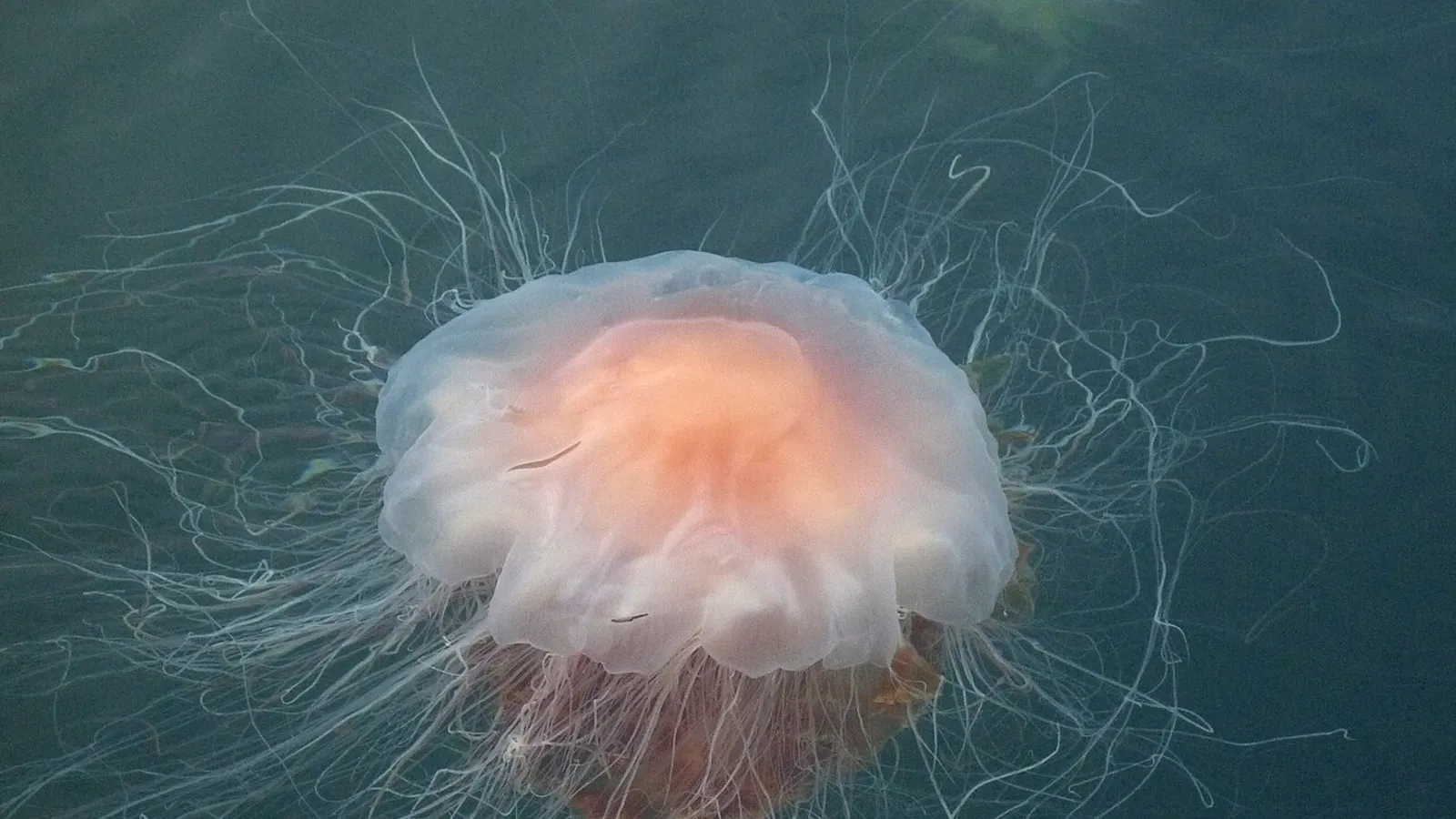 Medusa criniera di leone (Cyanea capillata)