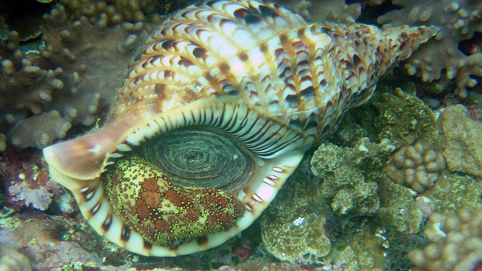 Tritone gigante (Charonia tritonis)