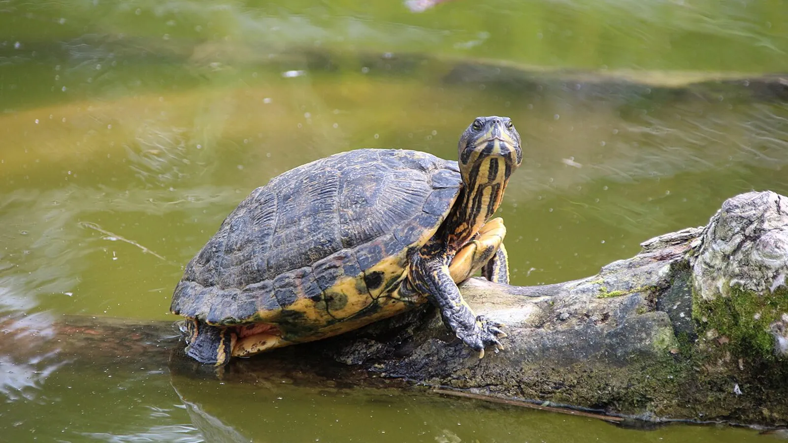 Pond slider (Trachemys scripta)