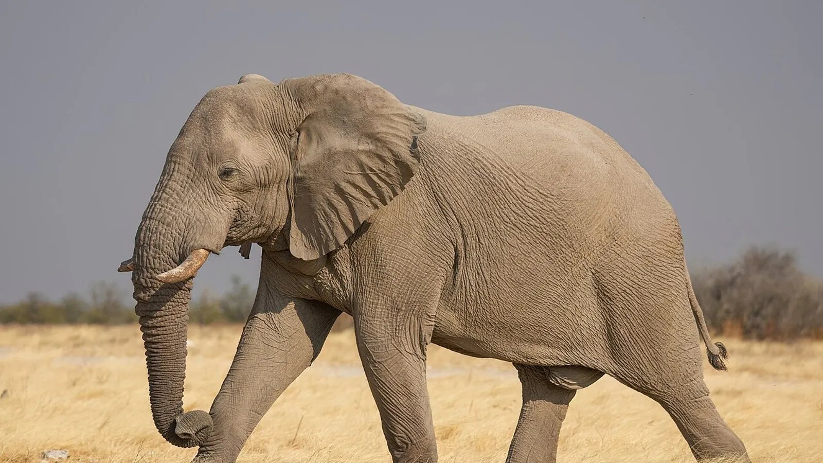 African bush elephant (Loxodonta africana)