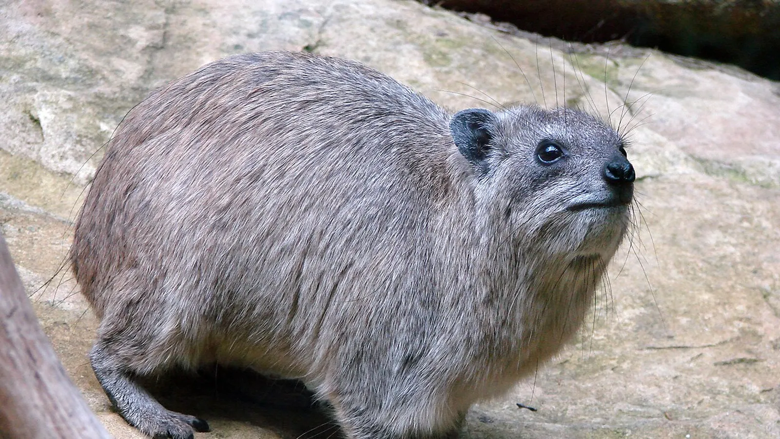 Irace delle rocce (Procavia capensis)