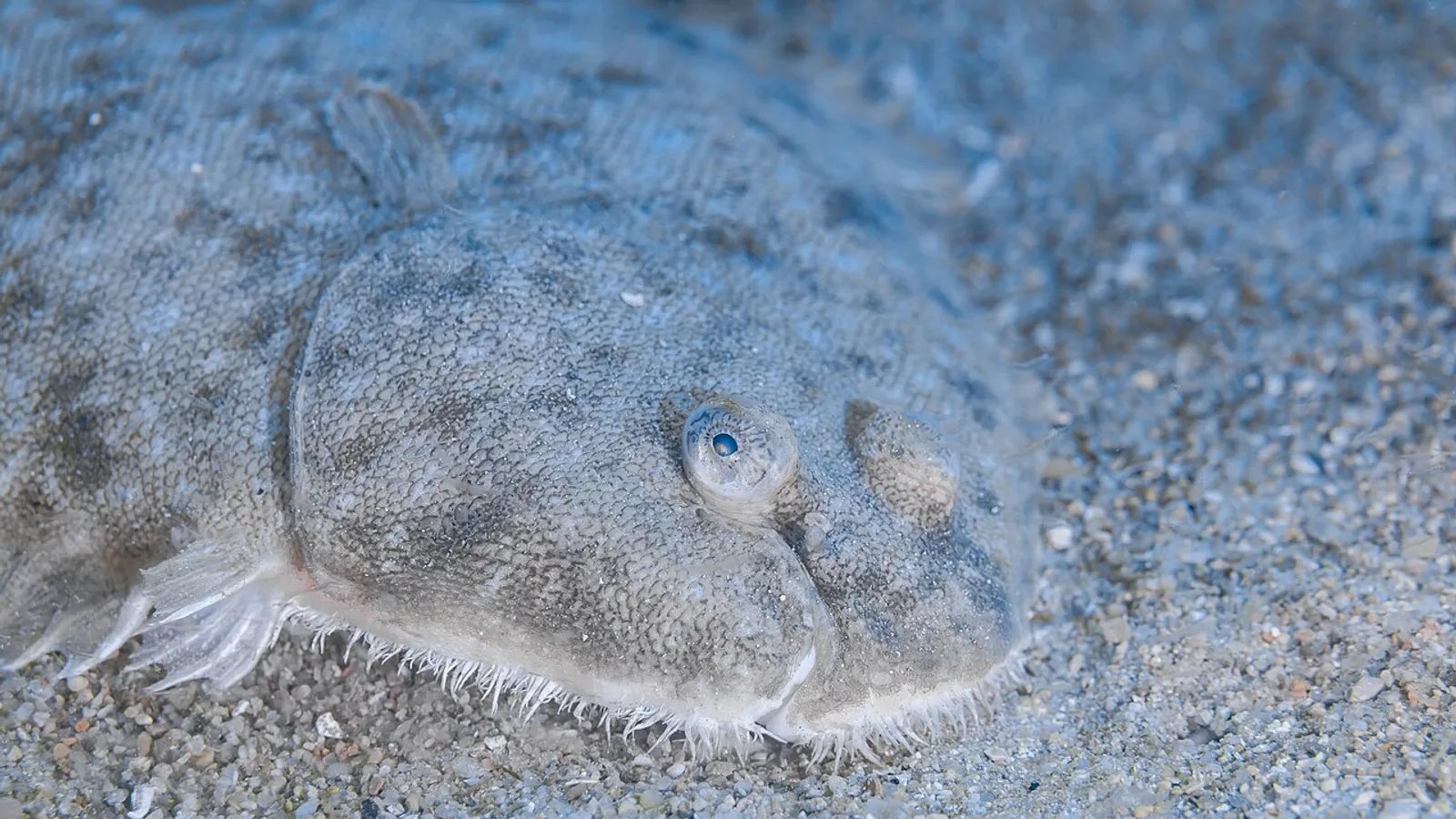 Common sole (Solea solea)