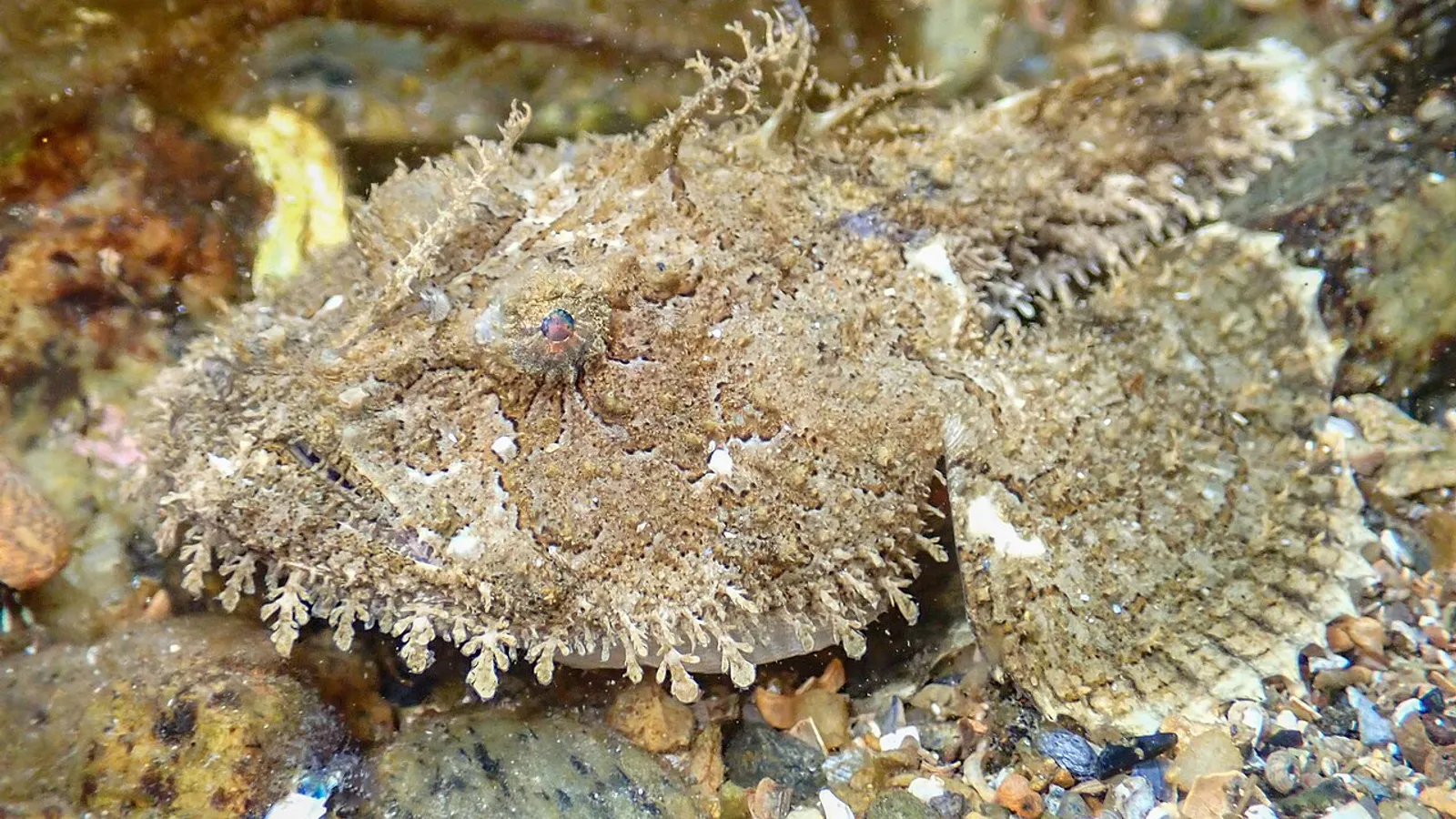 Angler (Lophius piscatorius)