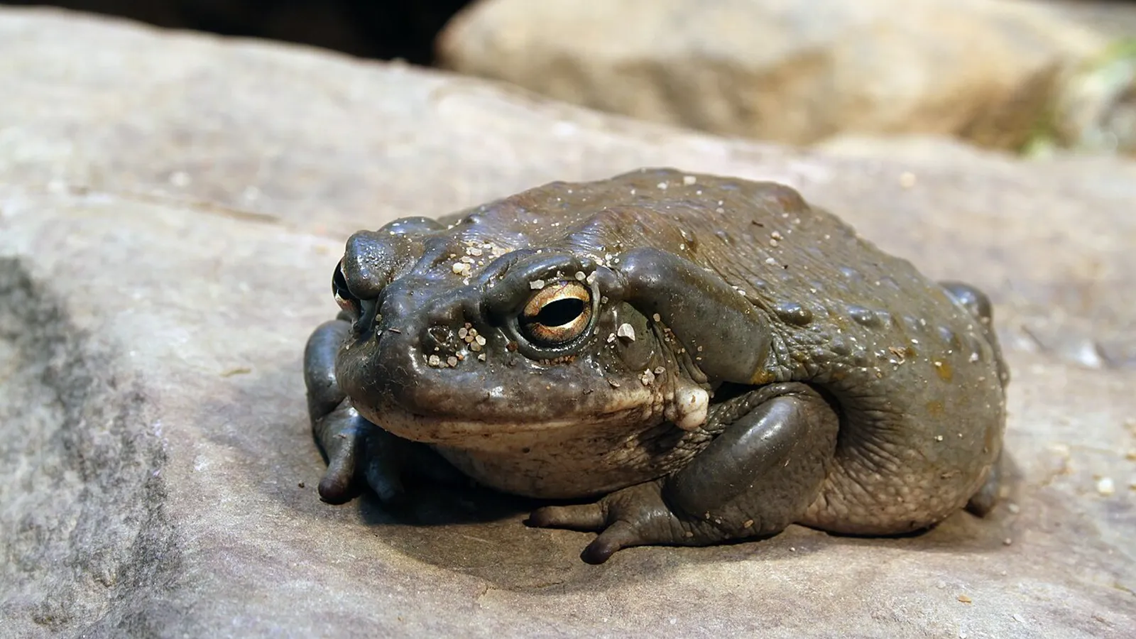 Rospo del deserto di Sonora (Incilius alvarius)