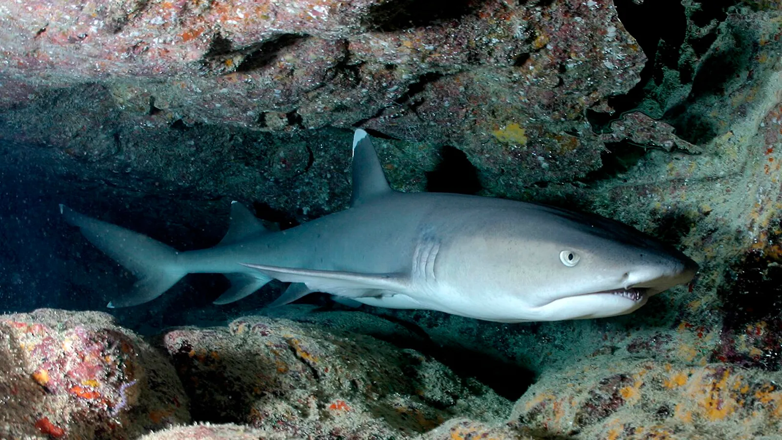 Whitetip reef shark (Triaenodon obesus)