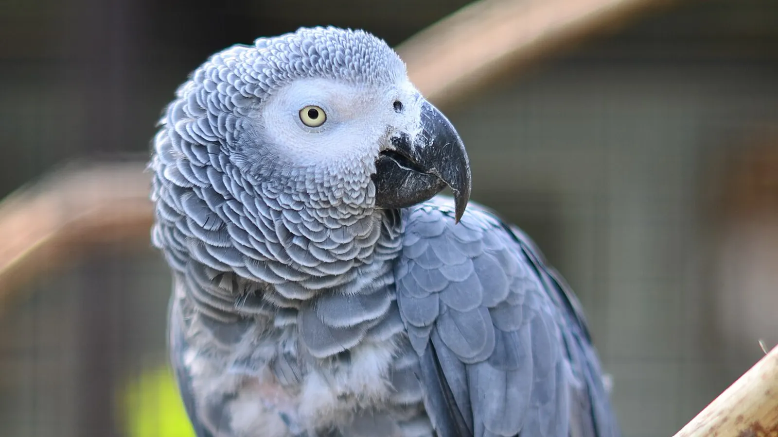 Pappagallo cenerino (Psittacus erithacus)