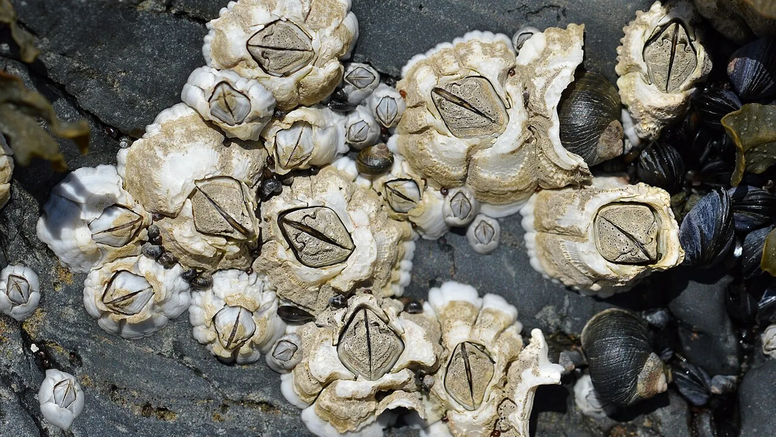 Balano comune (Semibalanus balanoides)