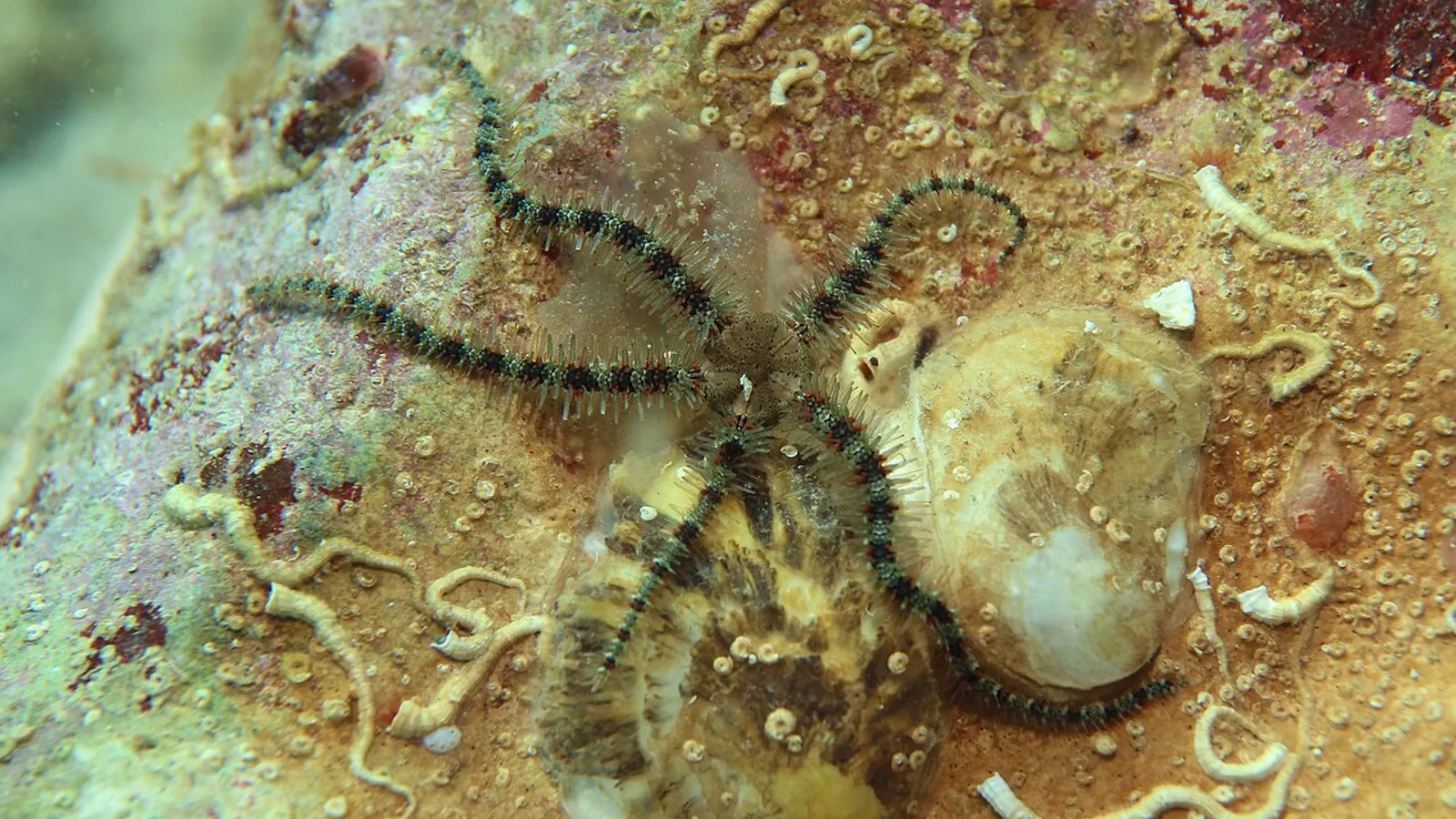 Ofiura fragile (Ophiothrix fragilis)
