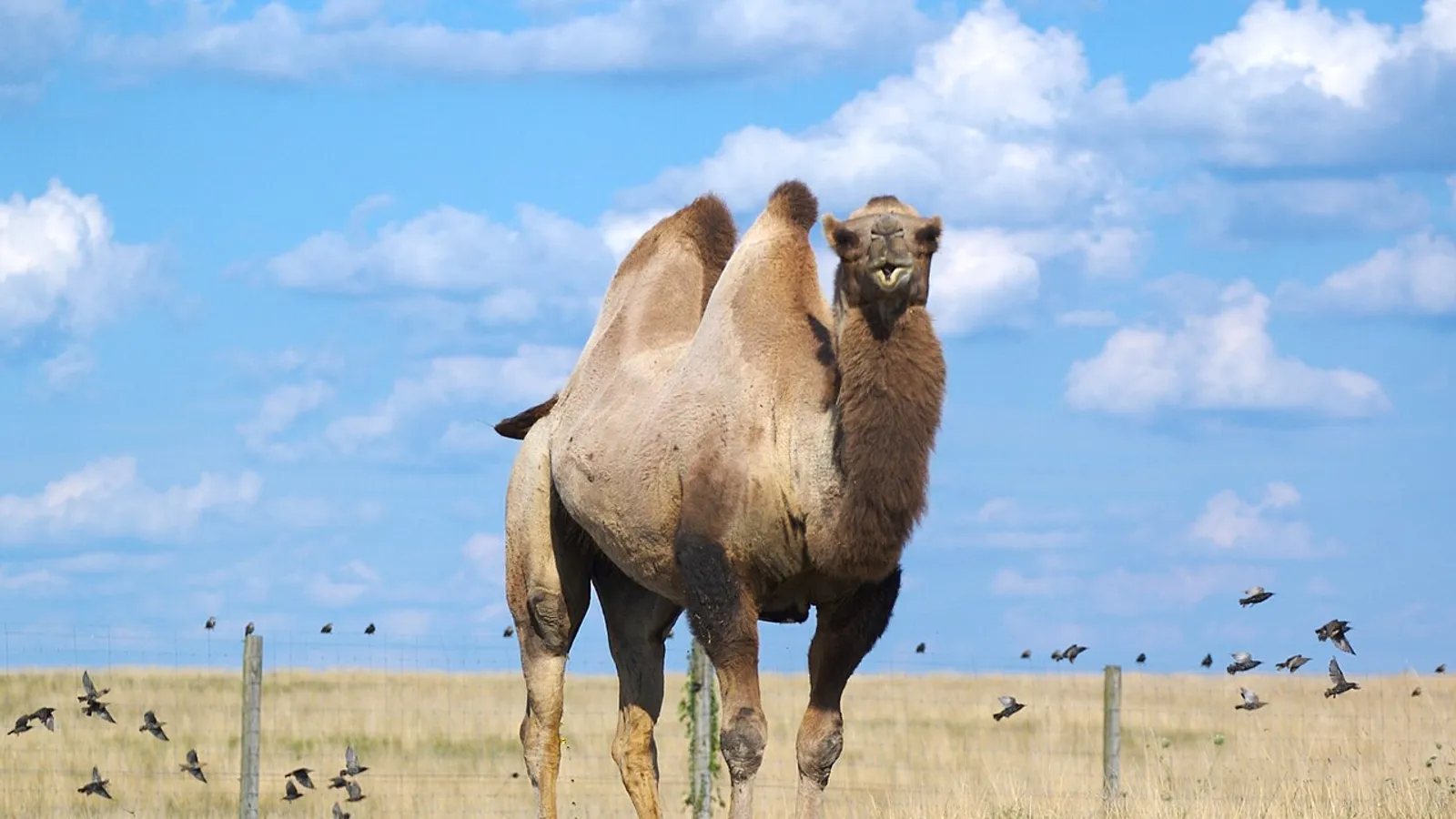 Cammello battriano (Camelus bactrianus)