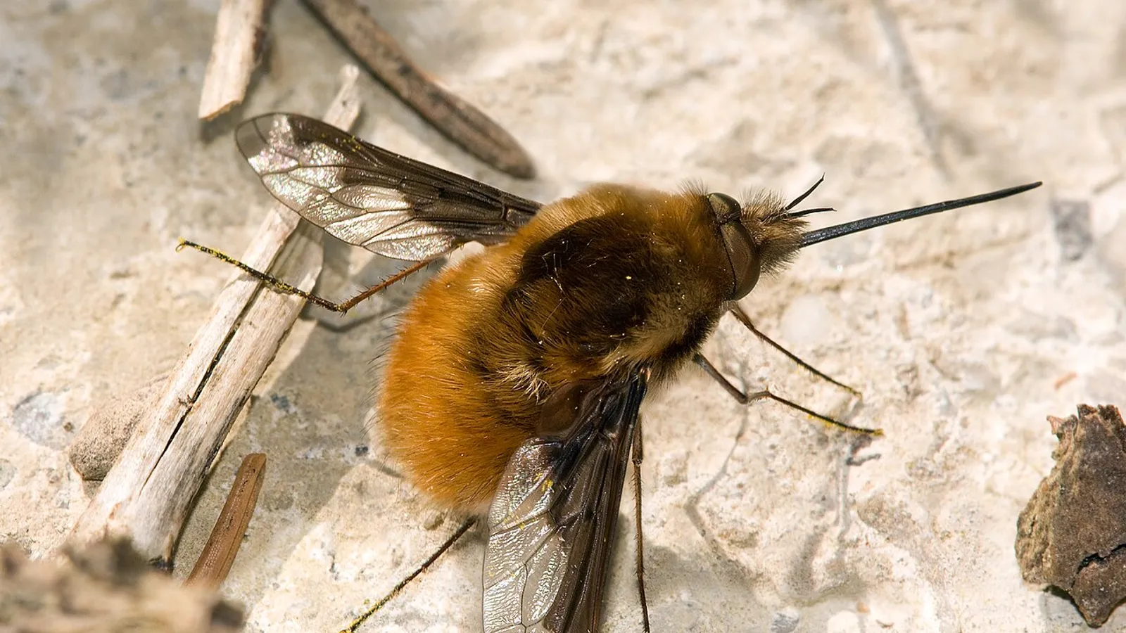 Bombilio maggiore (Bombylius major)