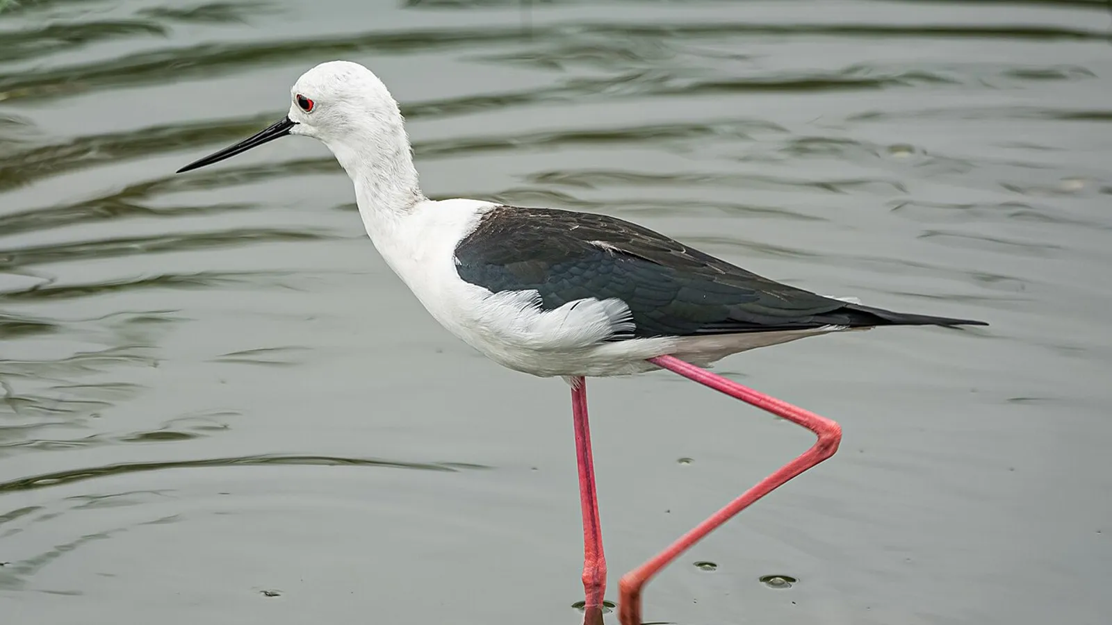 Cavaliere d’Italia (Himantopus himantopus)