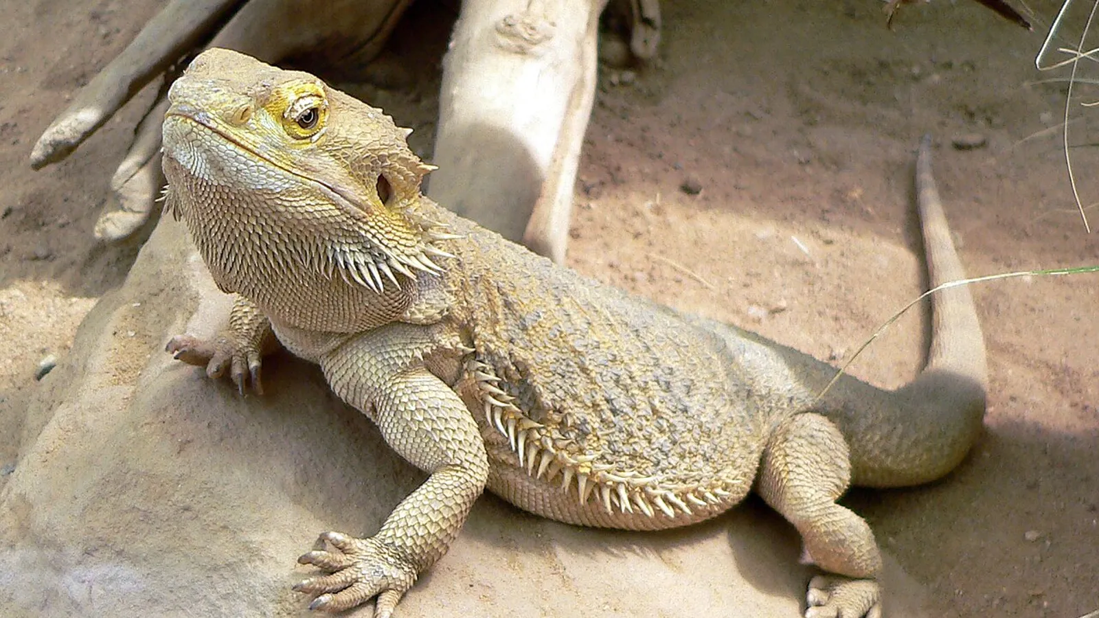 Agama barbuto (Pogona vitticeps)