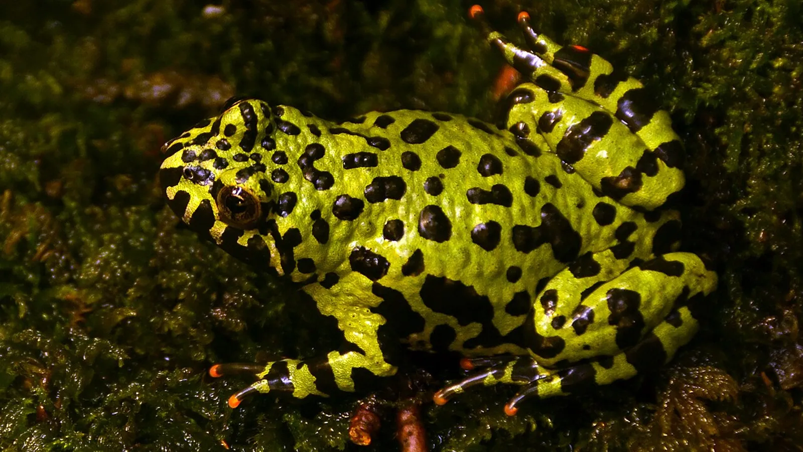 Oriental fire-bellied toad (Bombina orientalis)