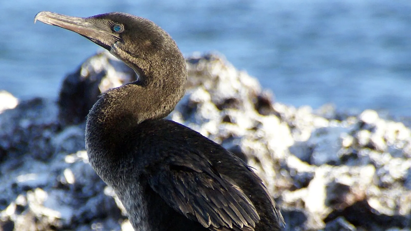 Cormorano attero delle Galápagos (Nannopterum harrisi)