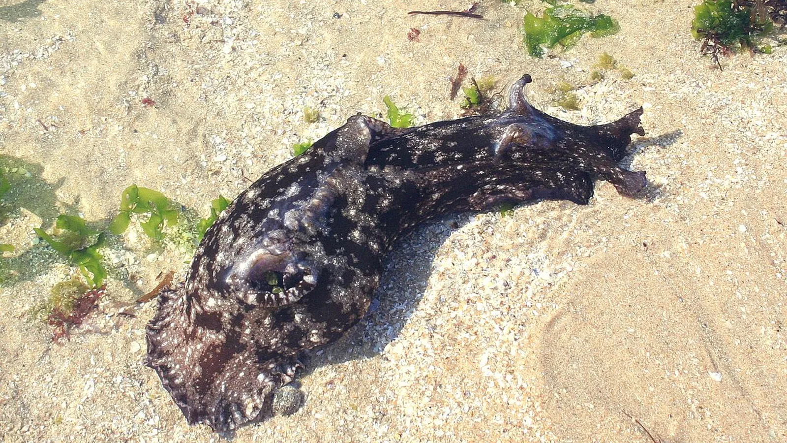 Lepre di mare (Aplysia depilans)
