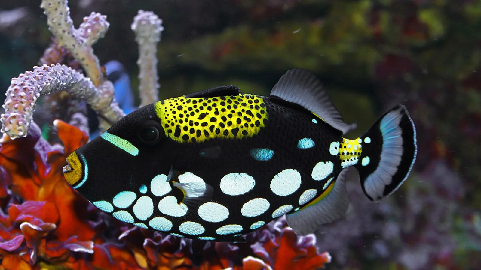 Pesce balestra pagliaccio (Balistoides conspicillum)