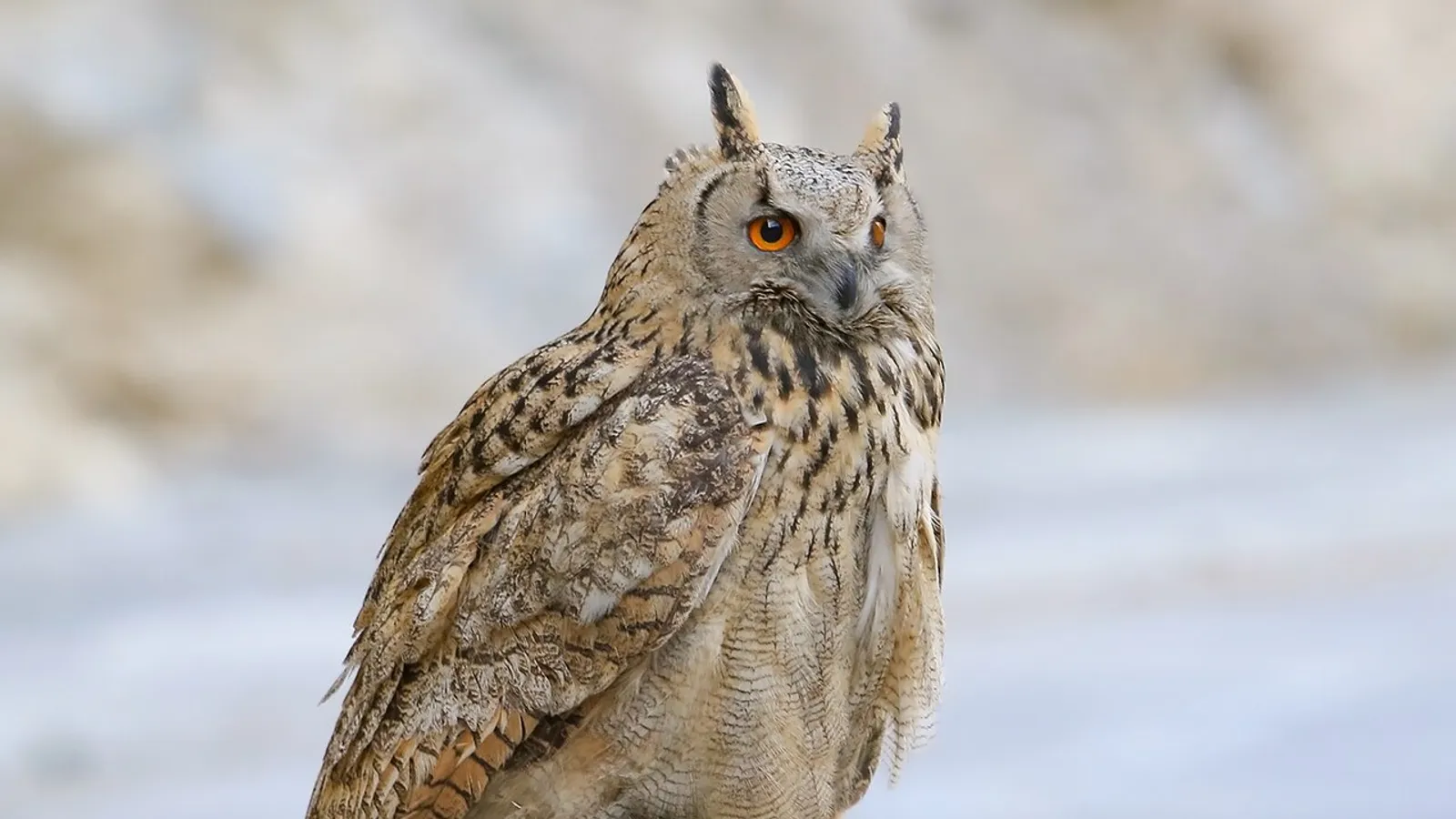 Eurasian eagle-owl (Bubo bubo)