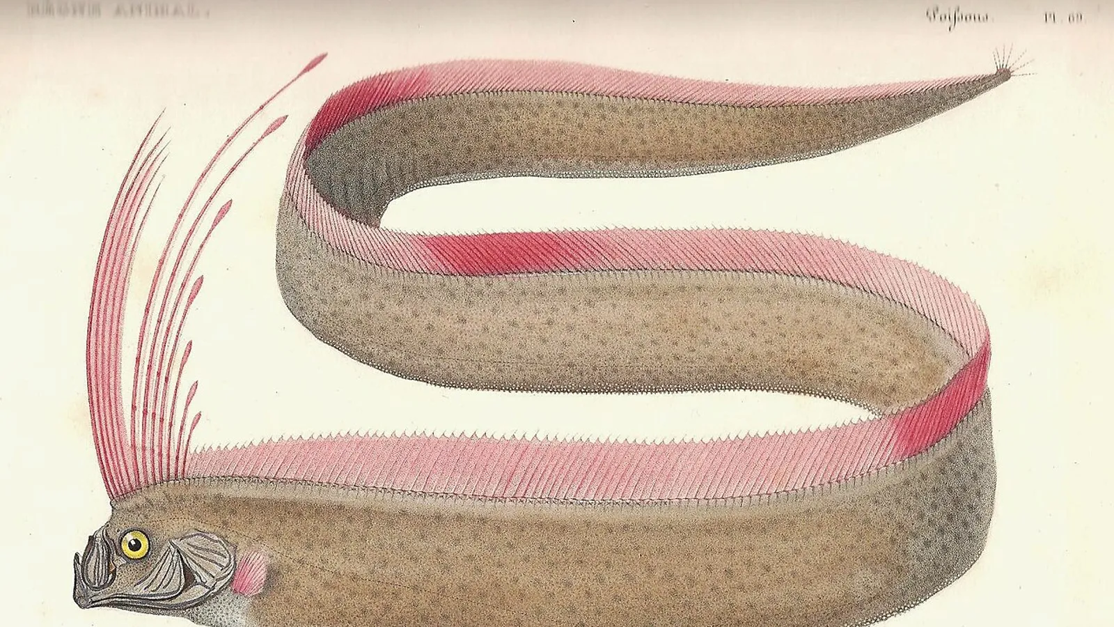 Pesce remo (Regalecus glesne)