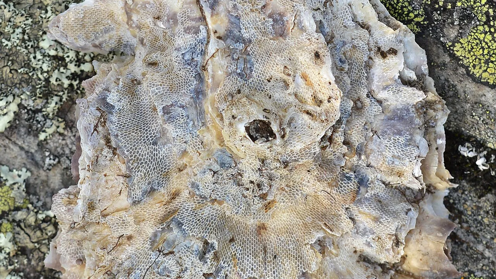 Ostrica piatta (Ostrea edulis)