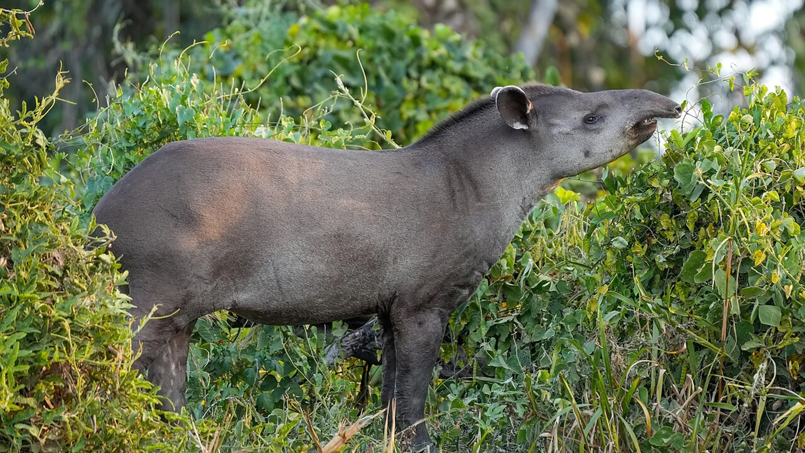 Tapiro di pianura (Tapirus terrestris)