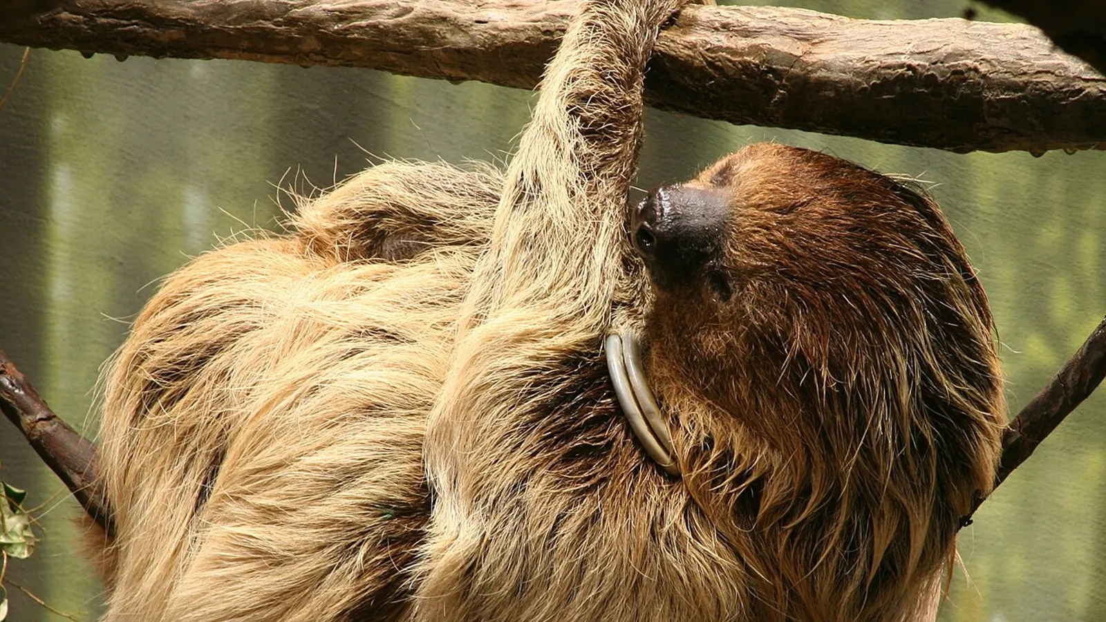 Bradipo didattilo (Choloepus didactylus)