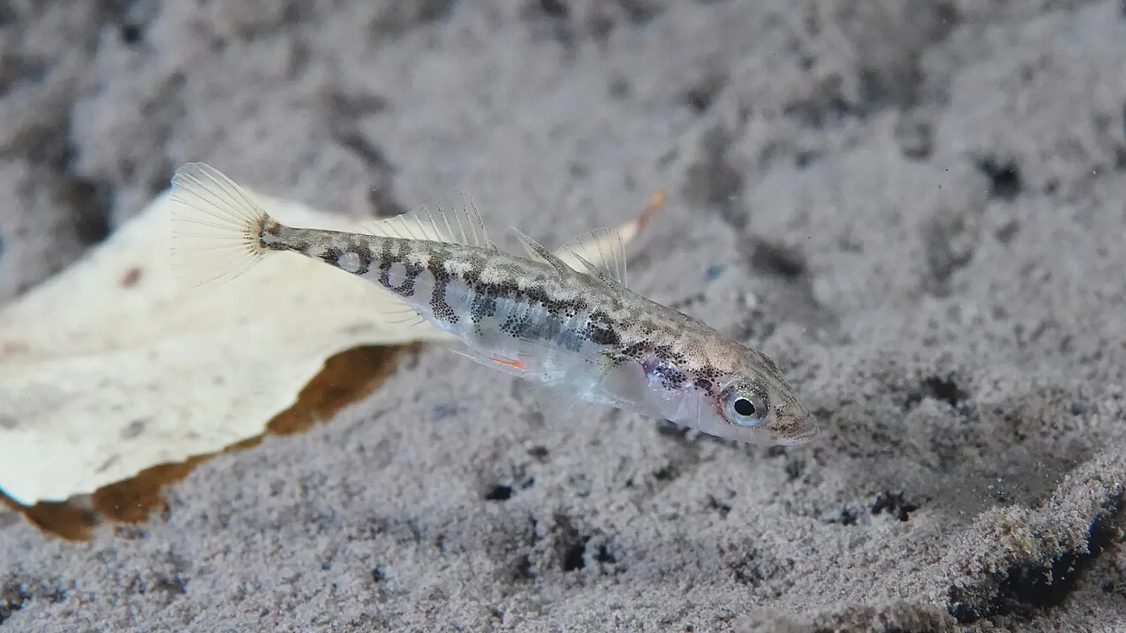 Spinarello (Gasterosteus aculeatus)