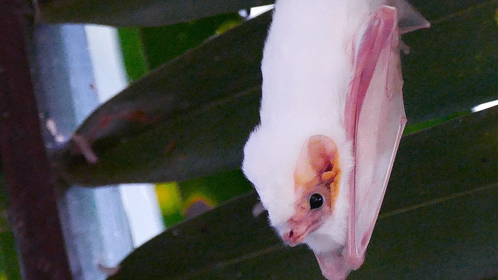 Pipistrello fantasma (Diclidurus albus)