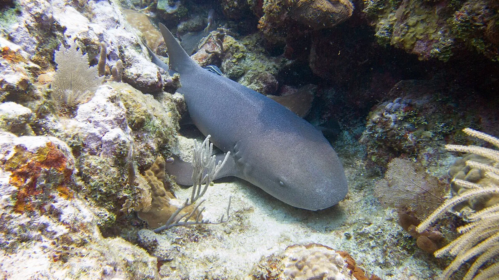 Squalo nutrice (Ginglymostoma cirratum)