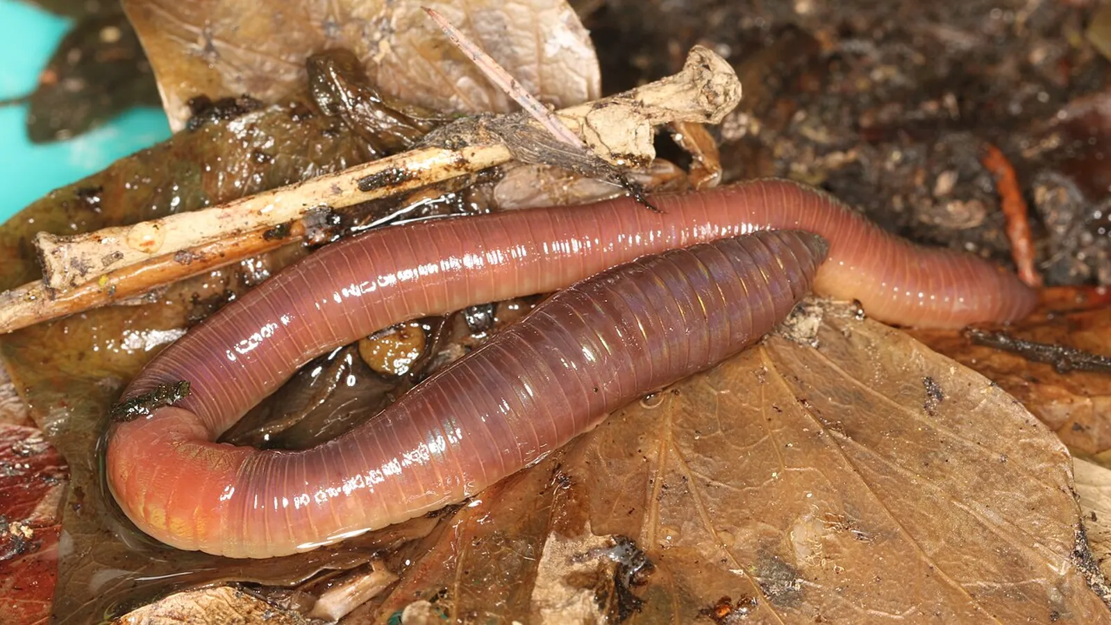 Lombrico comune (Lumbricus terrestris)