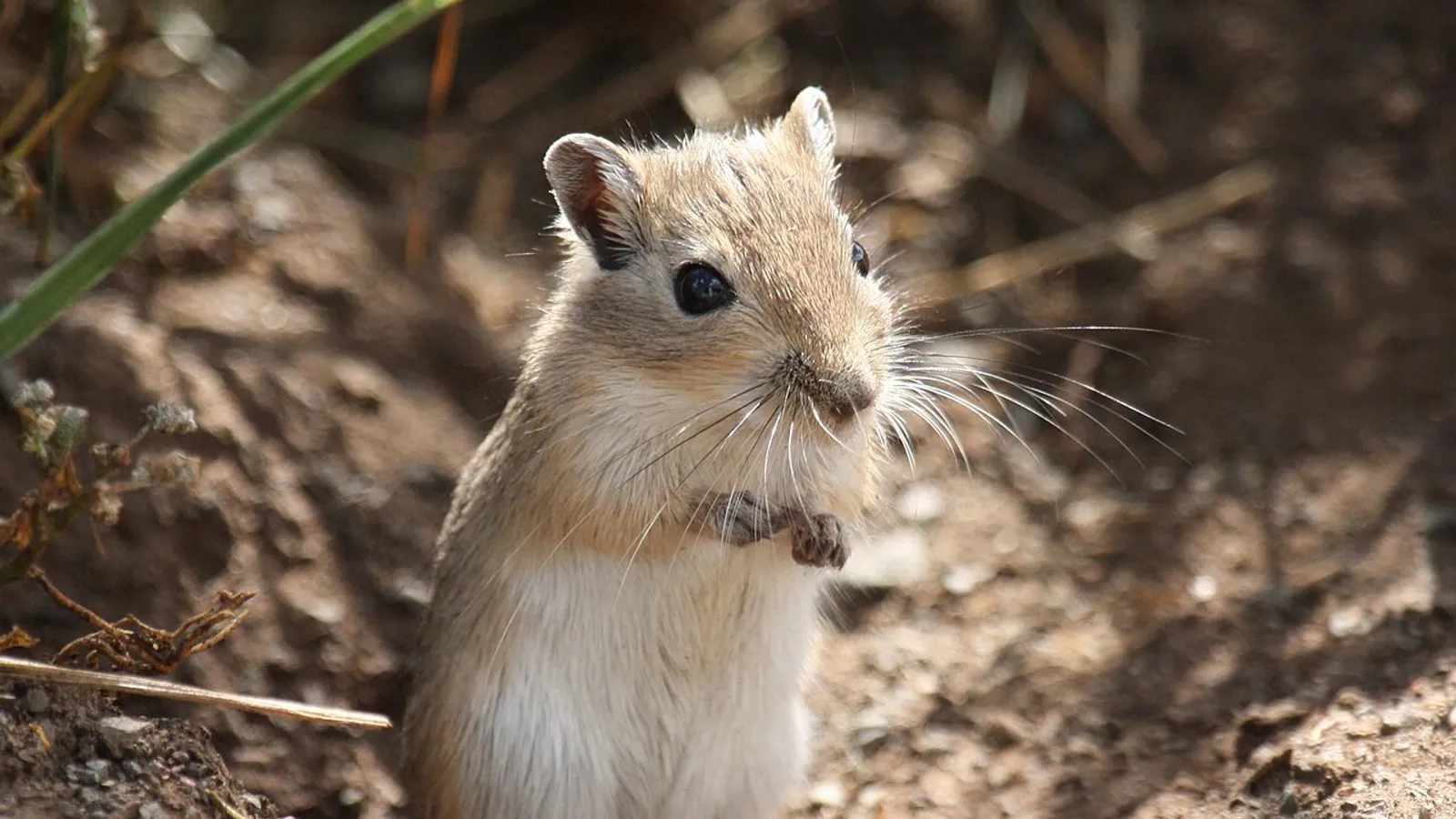 Mongolian gerbil (Meriones unguiculatus)