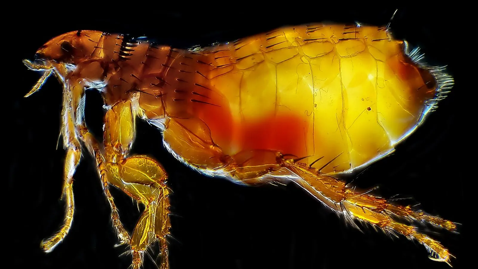 Cat flea (Ctenocephalides felis)