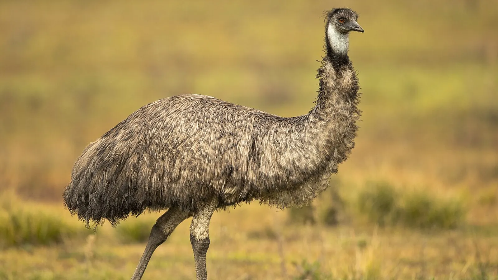 Emu (Dromaius novaehollandiae)