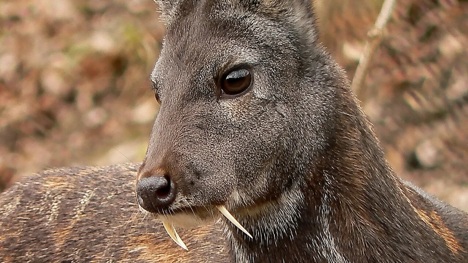Mosco siberiano (Moschus moschiferus)