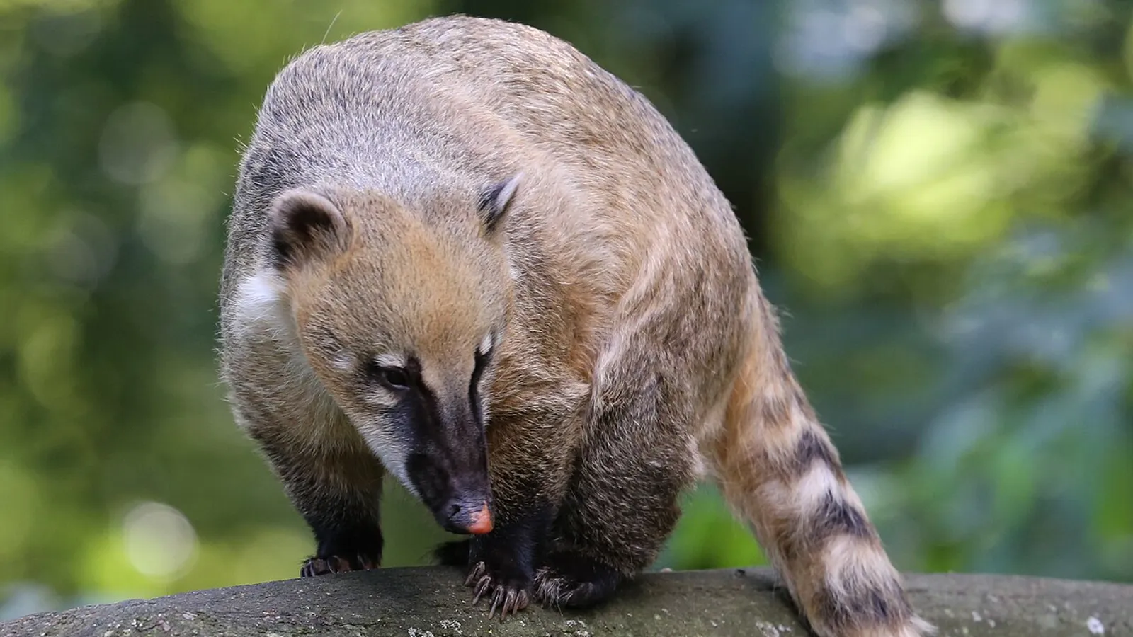 Coati rosso (Nasua nasua)