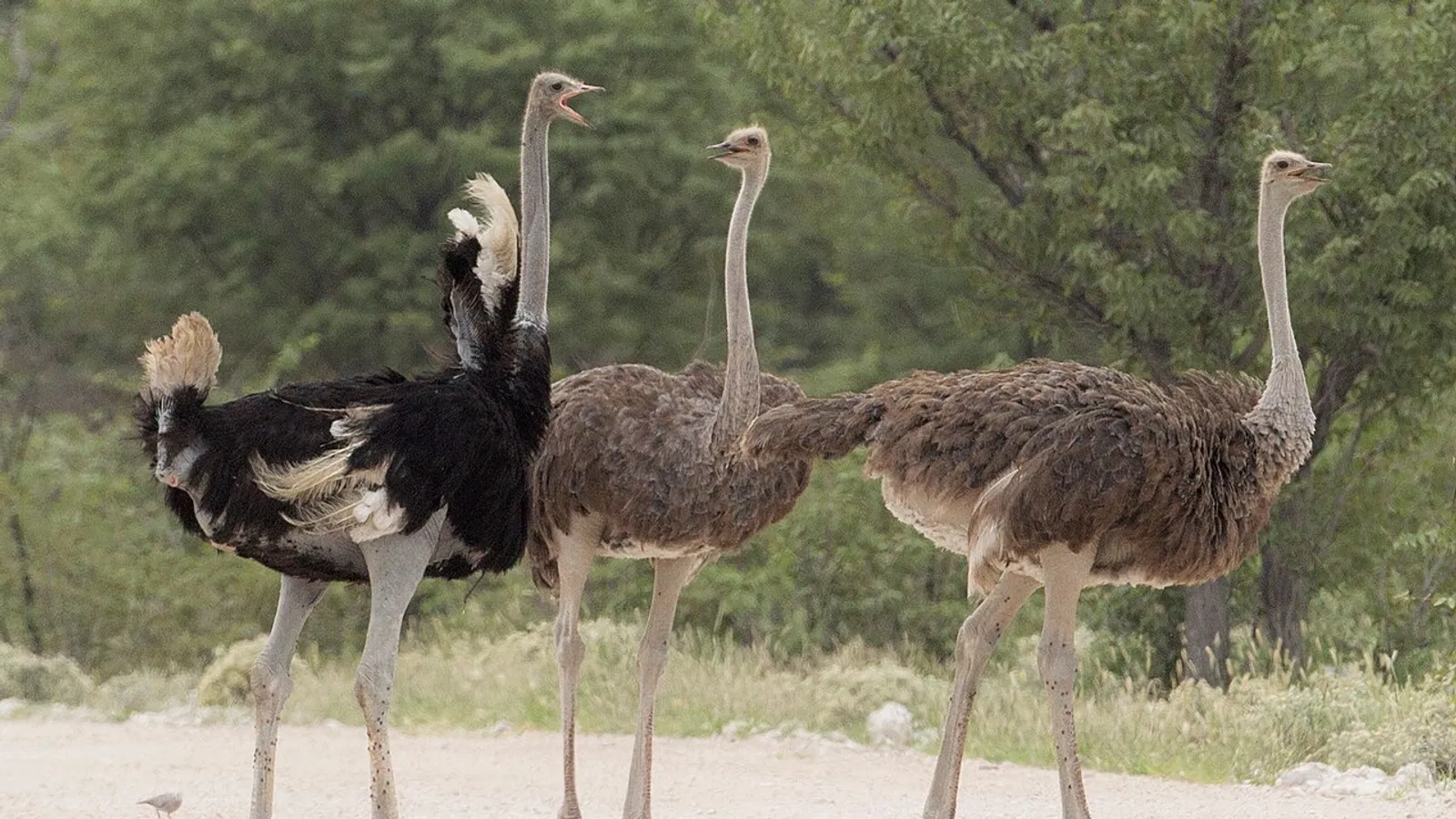 Common ostrich (Struthio camelus)