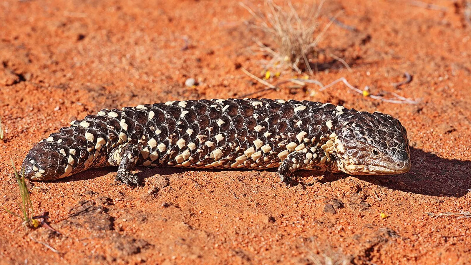 Shingleback skink (Tiliqua rugosa)